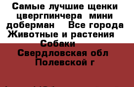 Самые лучшие щенки цвергпинчера (мини доберман) - Все города Животные и растения » Собаки   . Свердловская обл.,Полевской г.